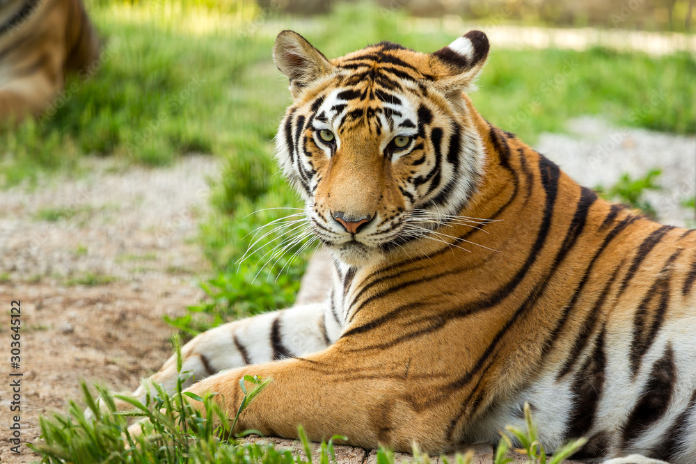 Obraz premium Tiger on the grass, close-up
