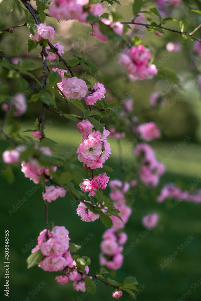 Flowering bush of pink almonds. Spring flowers. Flowering bush of pink almonds. Spring flowers.