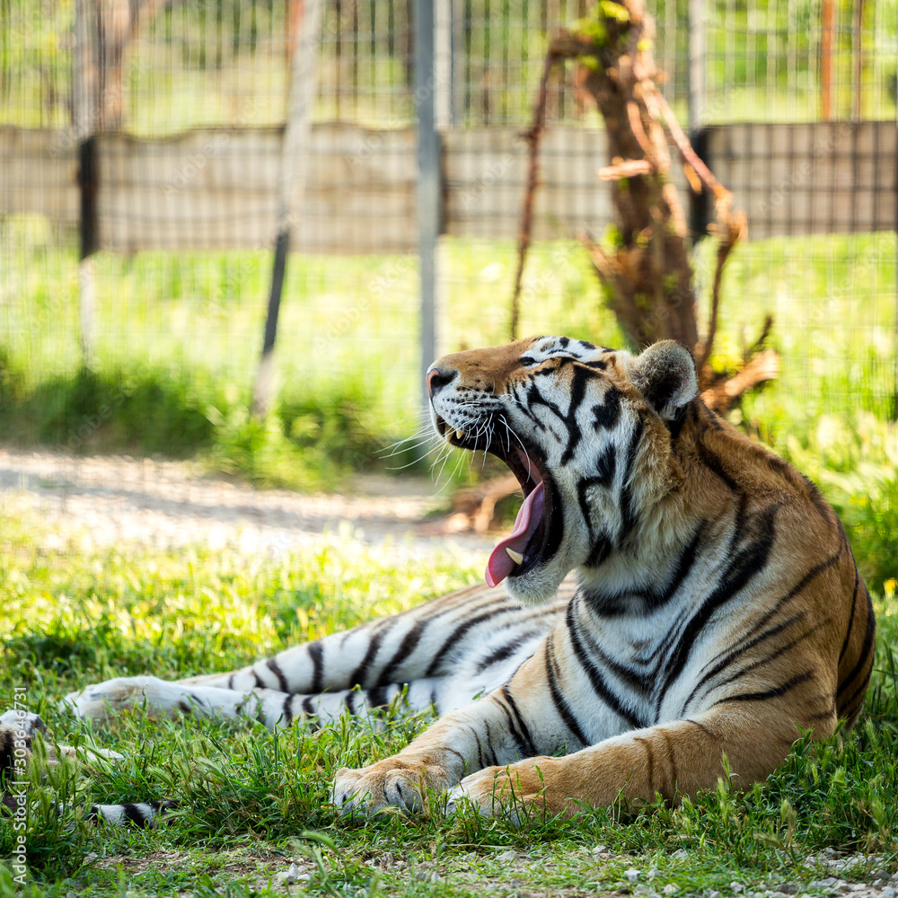 Obraz premium Tiger on the grass