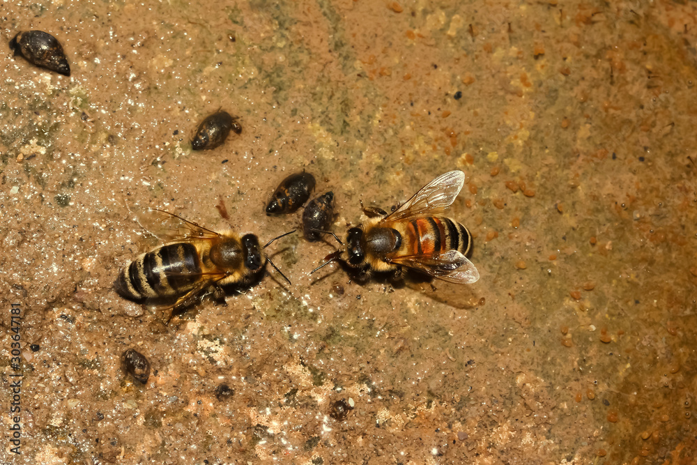 Honigbienen trinken Wasser für den Bienenstock, Apis mellifera Honigbienen trinken Wasser für den Bienenstock, Apis mellifera