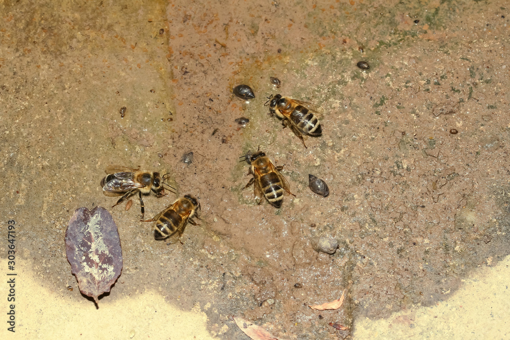 Φωτογραφία Honigbienen trinken Wasser für den Bienenstock, Apis mellifera