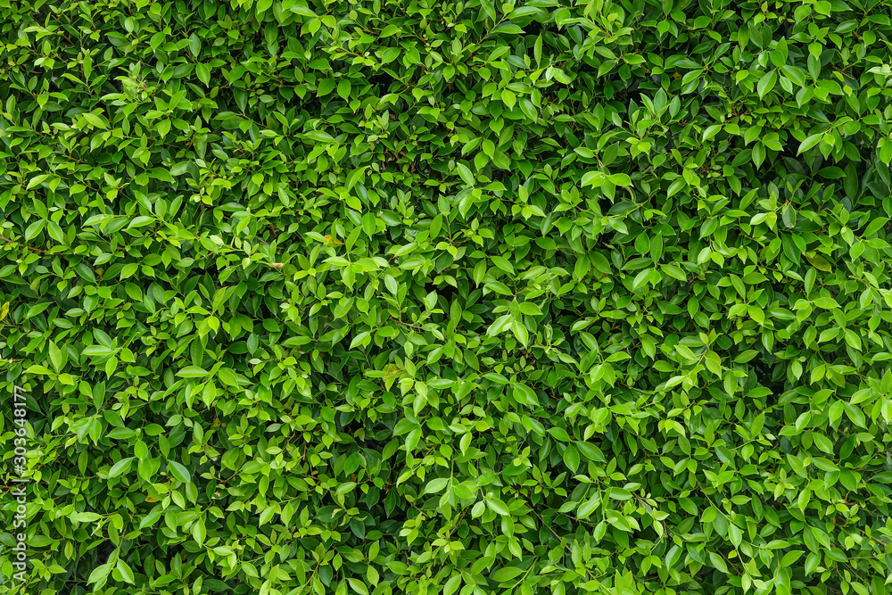 Natural green leafy wall background with dark green in garden , light green alternating with black shadow at the edges Can be used as a background image or natural image. surface for any design. Natural green leafy wall background with dark green in garden , light green alternating with black shadow at the edges Can be used as a background image or natural image. surface for any design.