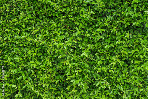 Natural green leafy wall background with dark green in garden   light green alternating with black shadow at the edges Can be used as a background image or natural image. surface for any design.