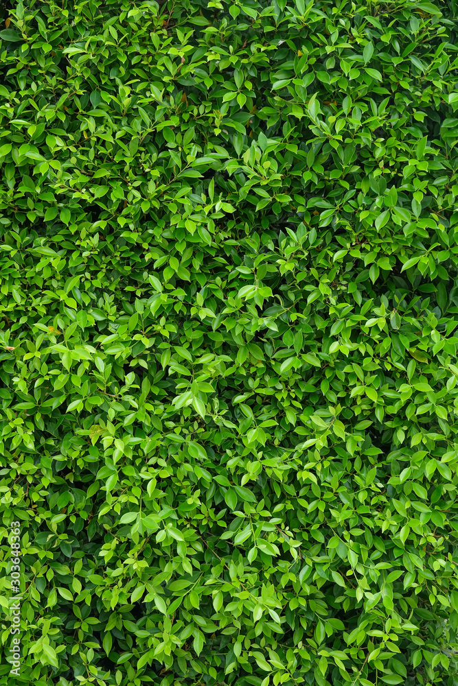 Natural green leafy wall background with dark green in garden , light green alternating with black shadow at the edges Can be used as a background image or natural image. surface for any design. Natural green leafy wall background with dark green in garden , light green alternating with black shadow at the edges Can be used as a background image or natural image. surface for any design.