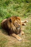 lion sitting on the grass