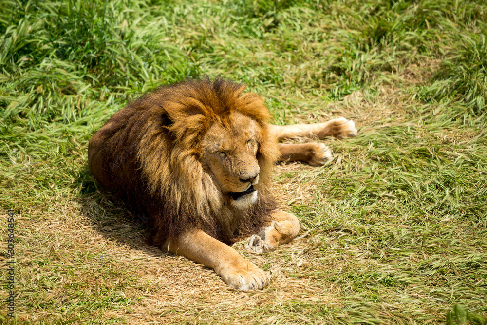 Obraz premium lion sitting on the grass