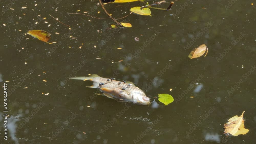 Fish is dead on waste water, pollution form industry.