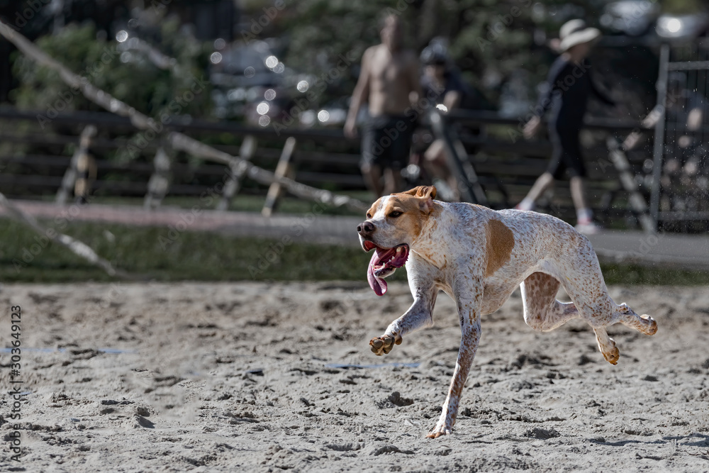 A dog enjoying freedom running wild in a park A dog enjoying freedom running wild in a park