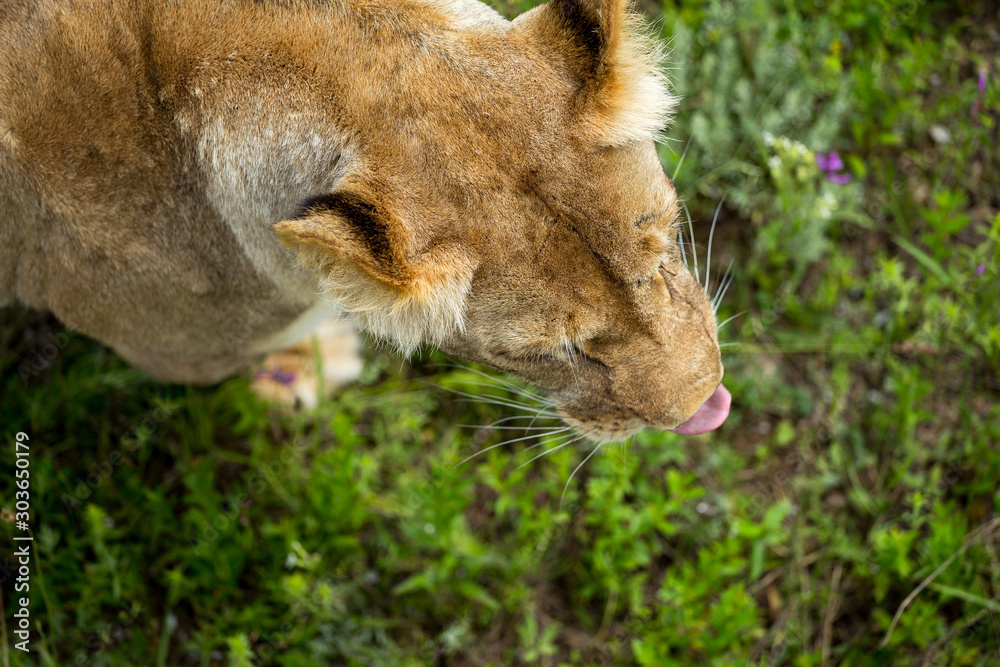 Fototapeta premium lioness on green grass, close up, top view