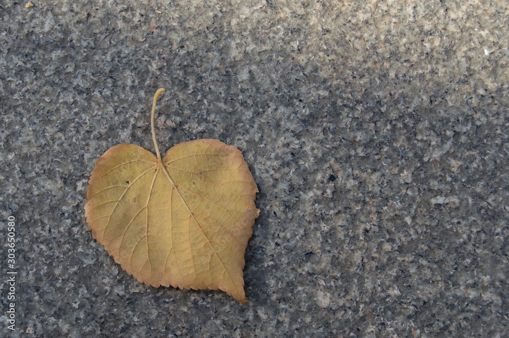 dry heart shaped leaf fall on a background of gray asphalt dry heart shaped leaf fall on a background of gray asphalt