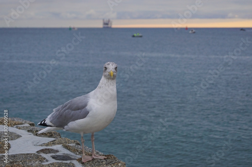 A European herring gull standing at the pier in Warnemünde
