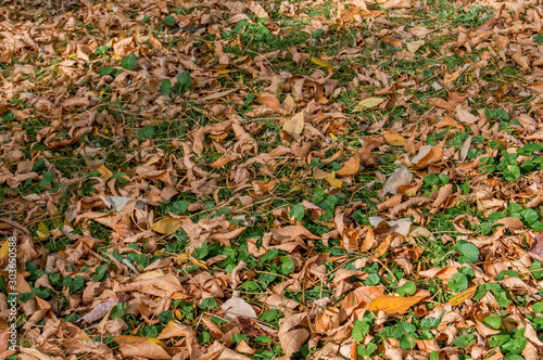 background with leaf litter in a garden area in Madrid