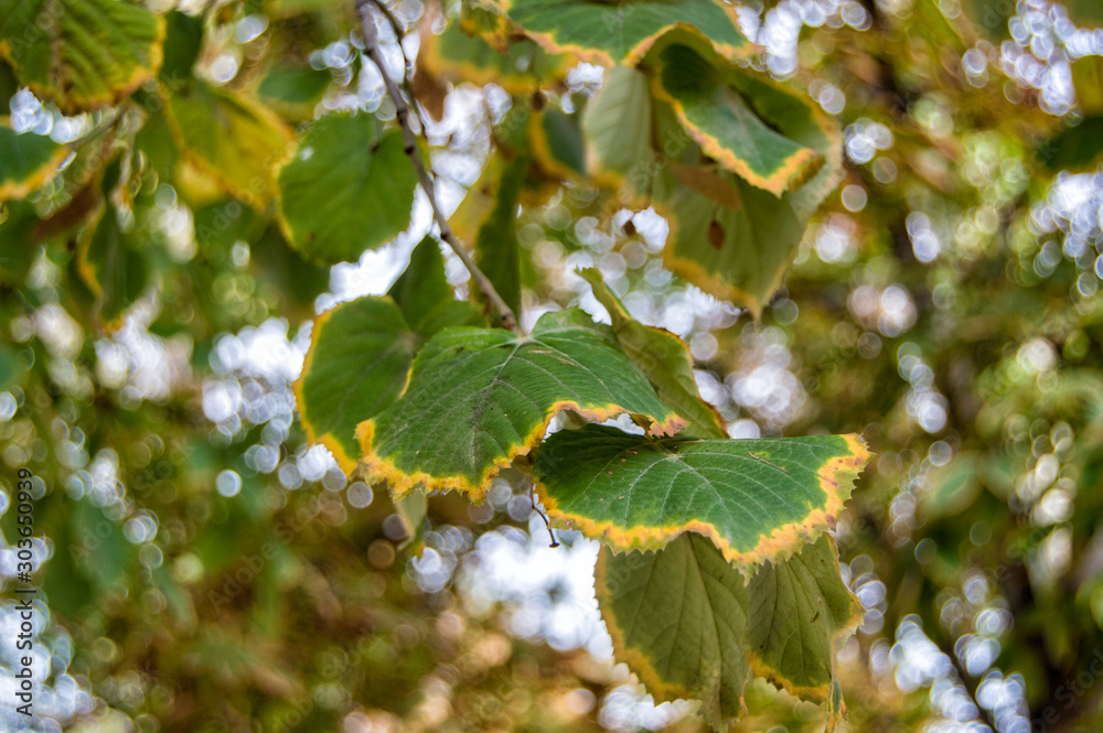 two green and yellow leaves hanging from a tree branch two green and yellow leaves hanging from a tree branch
