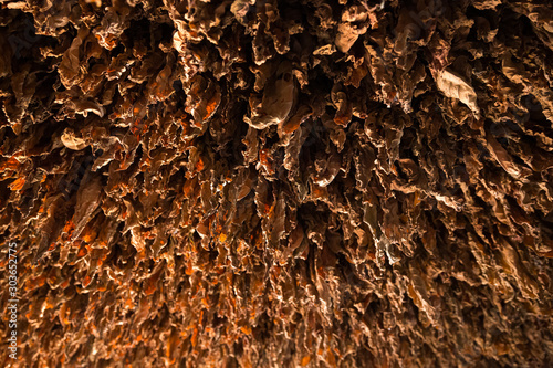 Tobacco leaves drying in Cuba