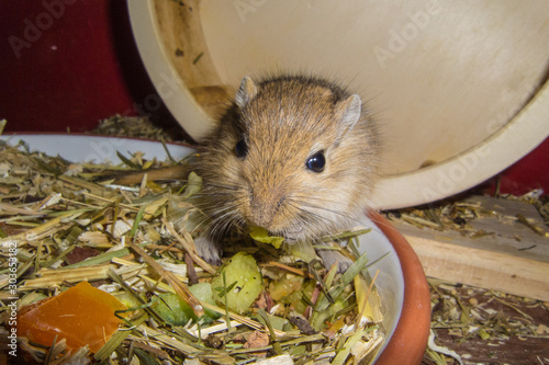 Mongolische Wüstenrennmaus (Meriones) photo