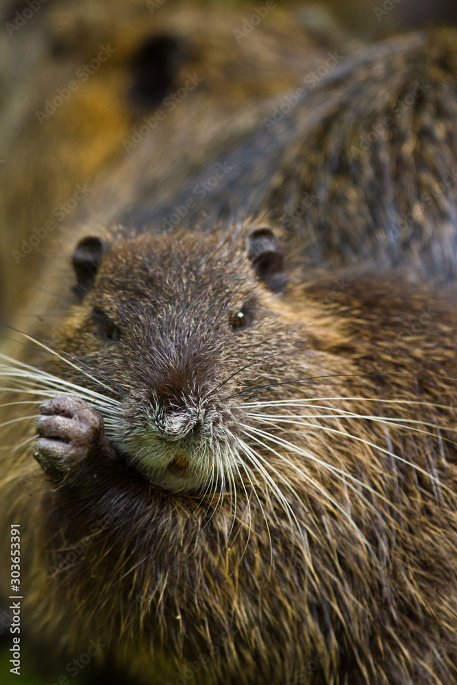 Biberratte (Myocastor coypus) in Deutschland Biberratte (Myocastor coypus) in Deutschland