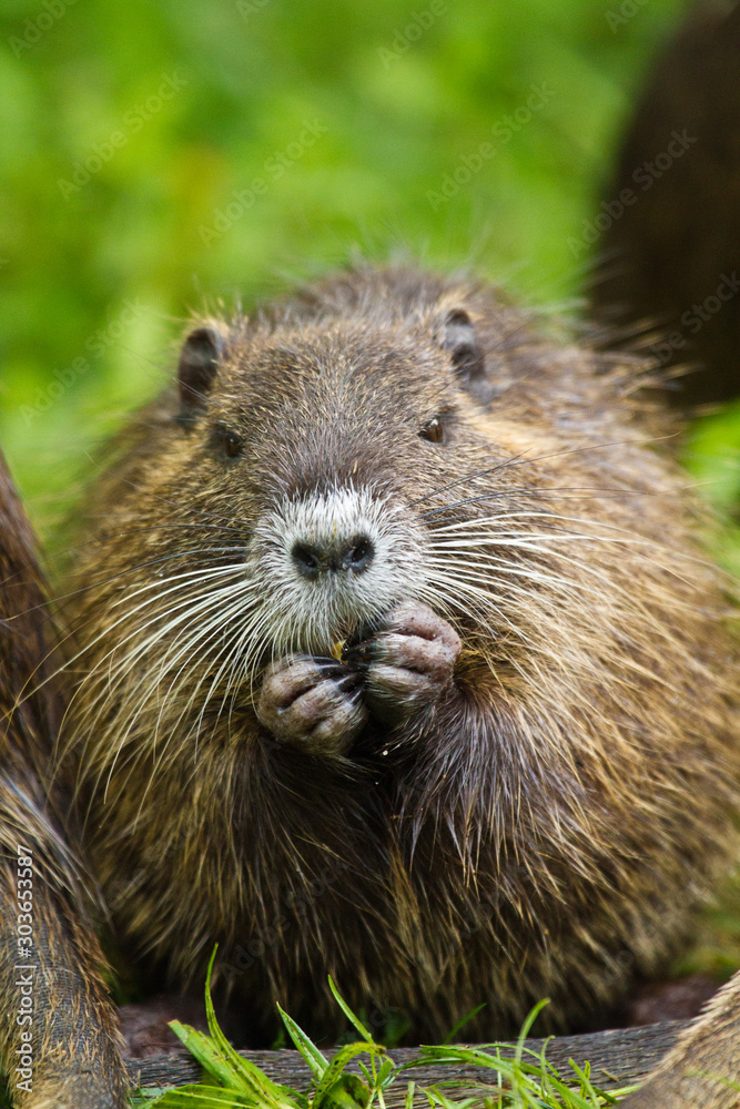 Biberratte (Myocastor coypus) in Deutschland Biberratte (Myocastor coypus) in Deutschland