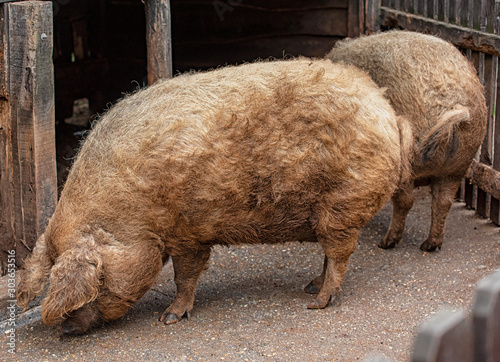 Hungarian mangalica pig, a ...
