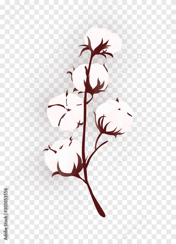 Isolated cotton plant branch