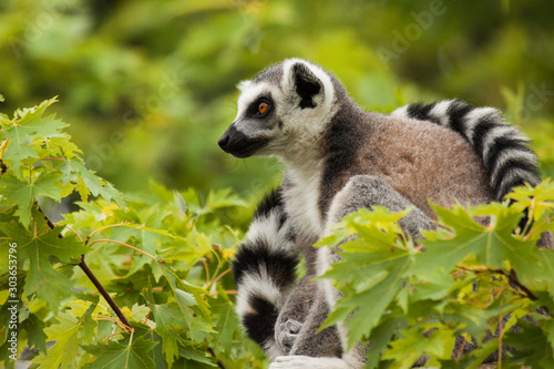 Katta (Lemur catta) photo