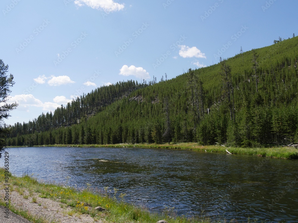 Medium wide view of the Yellowstone River flows along lush forests at Yellowstone National Park, Wyoming.