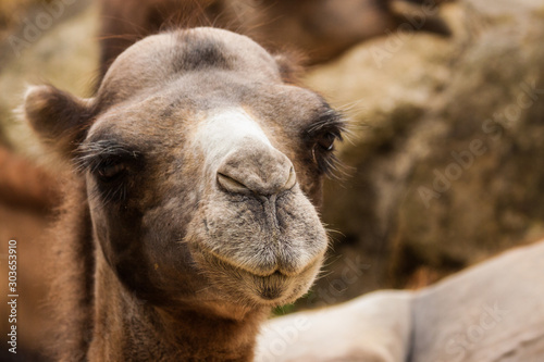 Trampeltier (Camelus ferus) © Jearu