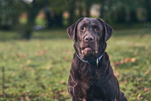 portrait of a labrador chocolate dog