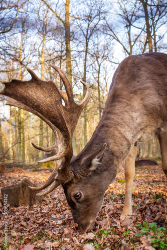 Fototapeta Naklejka Na Ścianę i Meble -  Europäischer Damhirsch (Dama dama dama)