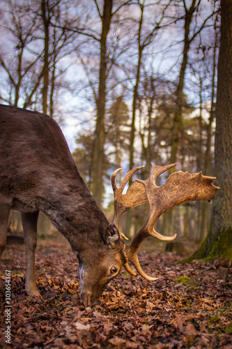 Fototapeta Naklejka Na Ścianę i Meble -  Europäischer Damhirsch (Dama dama dama) in Deutschland