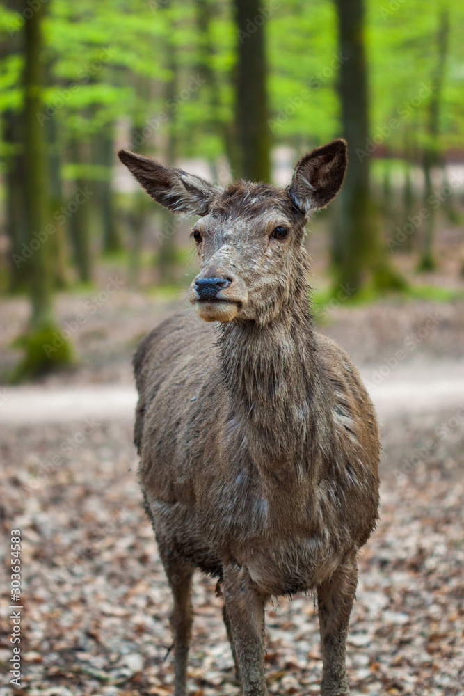 Rothirsch (Cervus elaphus) in Deutschland