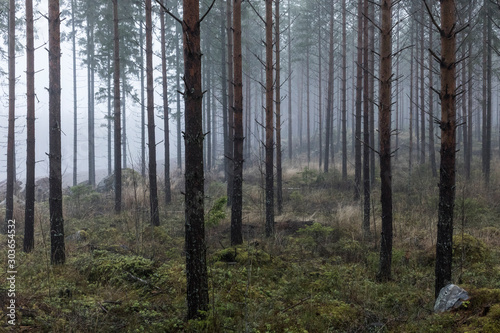 Forêt dans la brume, Finlande, Enonkoski