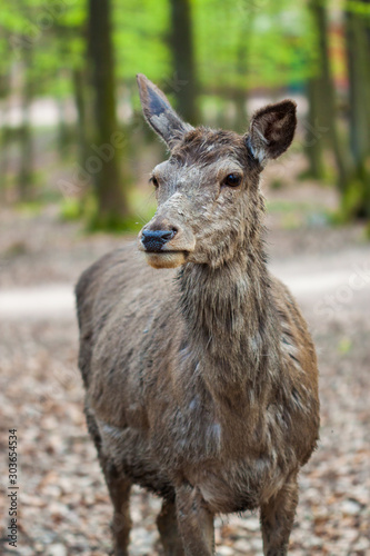 Fototapeta Naklejka Na Ścianę i Meble -  Rothirsch (Cervus elaphus) in Deutschland