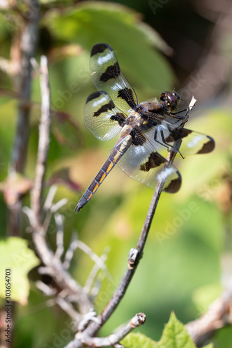 Macro of a 12 spotted dragonfly © MOLLY SHANNON