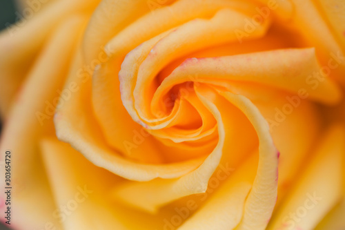 Yellow rose macro. Rose close-up background.