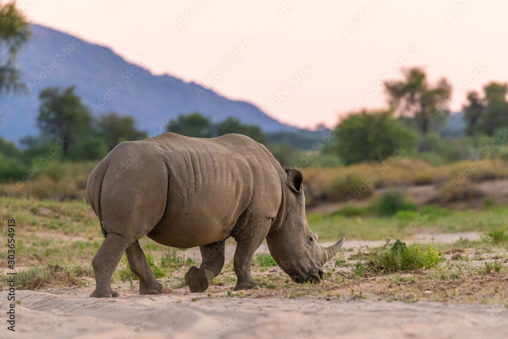 Fototapeta premium Breitmaulnashorn (Ceratotherium simum) in Namibia
