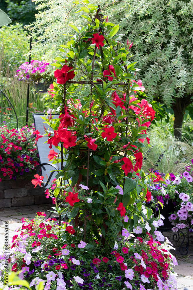 A tower of red mandevilla cascading down an iron obelisk on the patio with lavender, pink petunias, variegated hakuro-nishiki, japanese willow tree in background