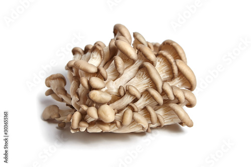 Oyster mushrooms isolated on white background. Uncooked edible mushrooms