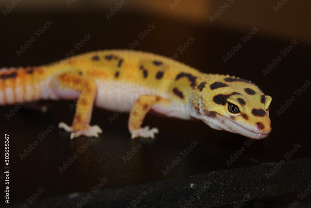 Leopard Gecko Leopard Gecko