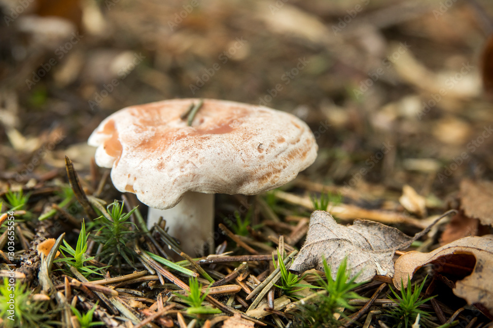 macro of mini mushroom or boletus macro of mini mushroom or boletus