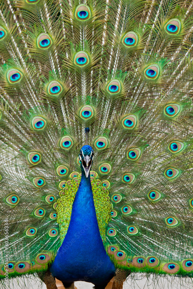 Obraz premium Blaue Pfau (Pavo cristatus)