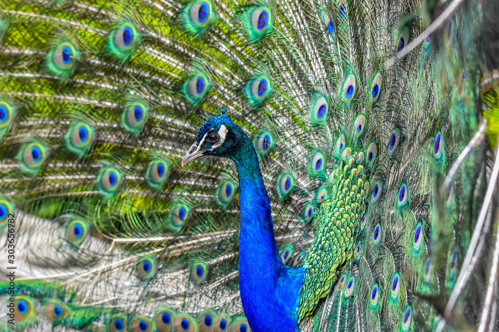 Obraz premium peacock showing off feathers
