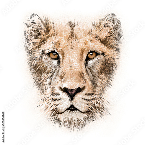 hand-drawing portrait of a lioness
