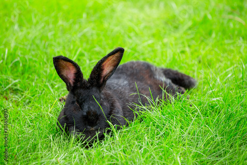 black bunny in green grass