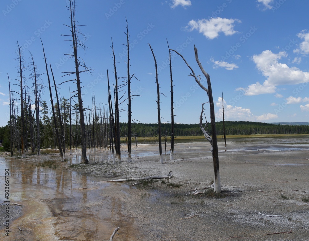 Medium wide view of leafless trees at the Lower Geyser Basin, with clear skies at Yellowstone National Park, Wyoming.