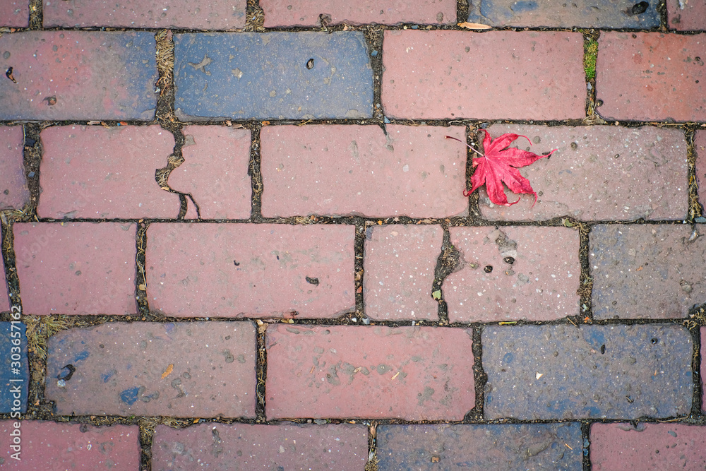 Obraz premium Pattern background of old bricks with one red fall leaf