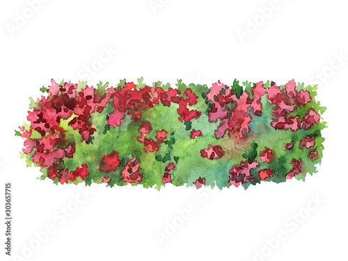 Top view hedge blooming roses on white for landscape design watercolor sketch fill