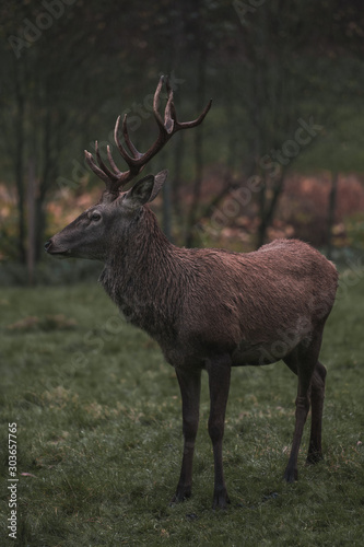 Red Deer in the natur of the "Schwarzwald"