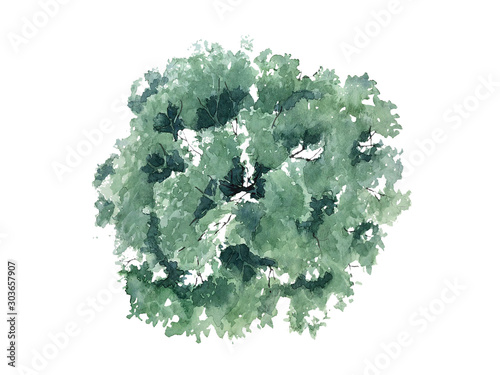 The shape of the watercolor tree top view for landscape design