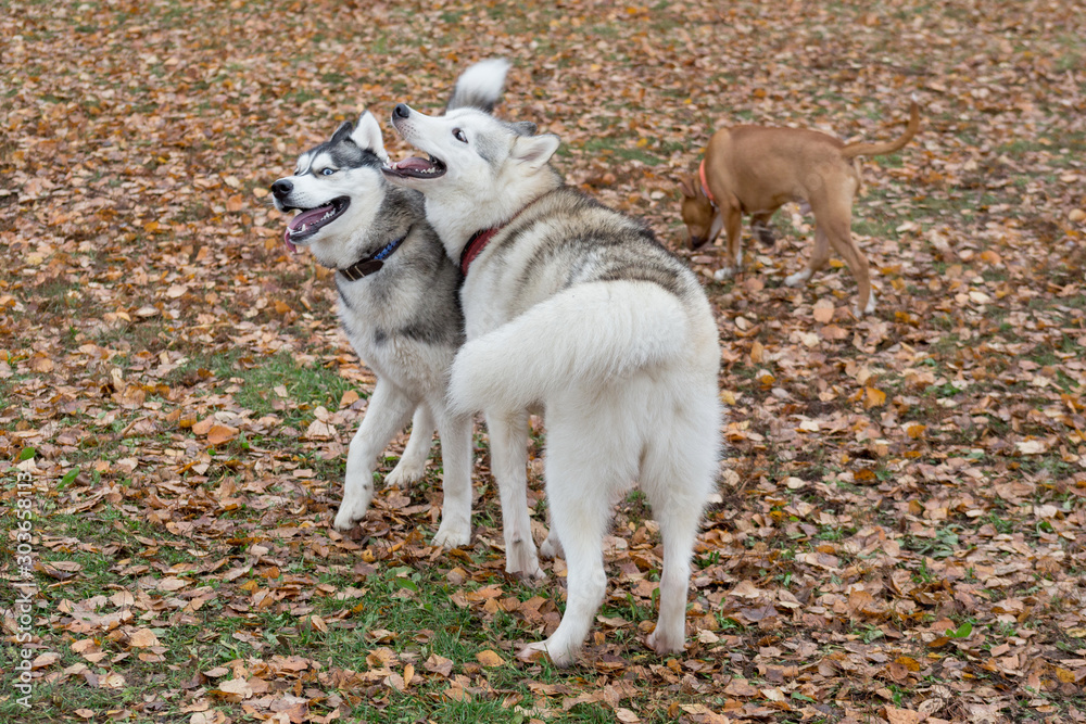 Two siberian husky are playing in the autumn park. Pet animals.