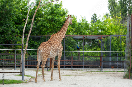 Giraffe in the full growth at the zoo